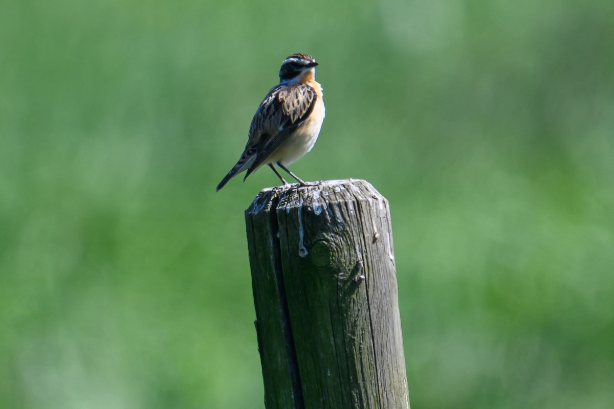 Whinchat - ML620036287