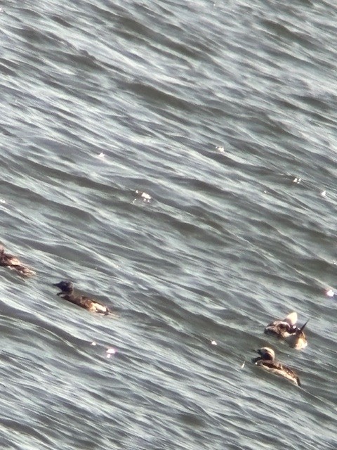 Long-tailed Duck - ML620036289