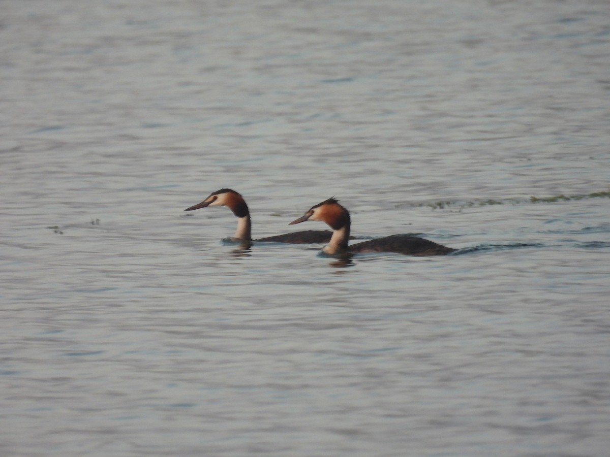 Great Crested Grebe - ML620036291