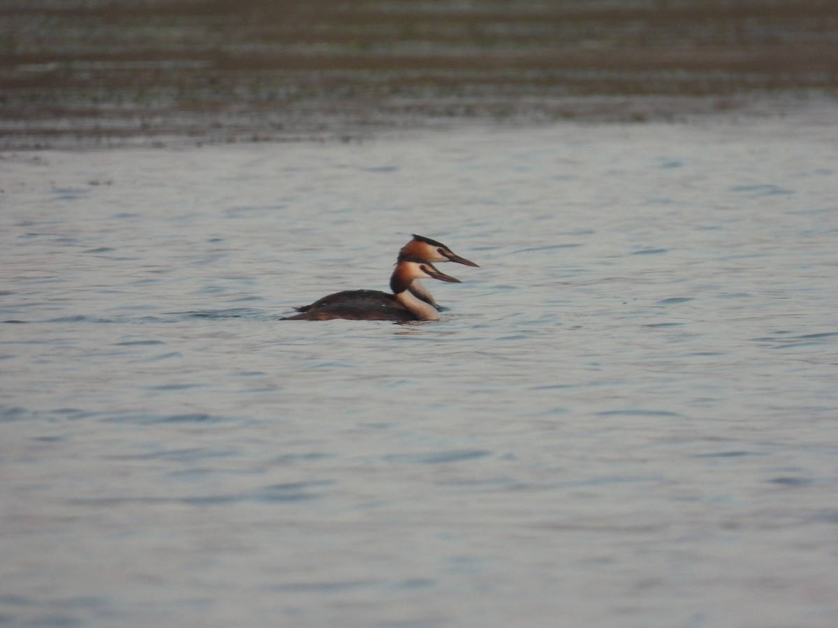 Great Crested Grebe - ML620036292