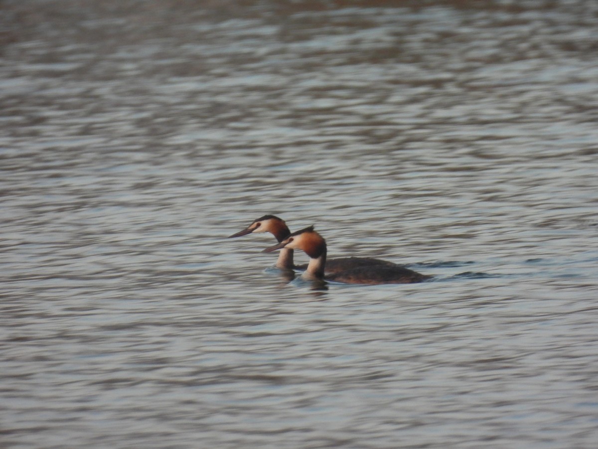 Great Crested Grebe - ML620036293