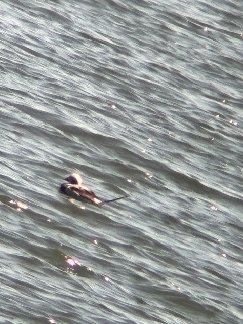 Long-tailed Duck - Jane McDonnell