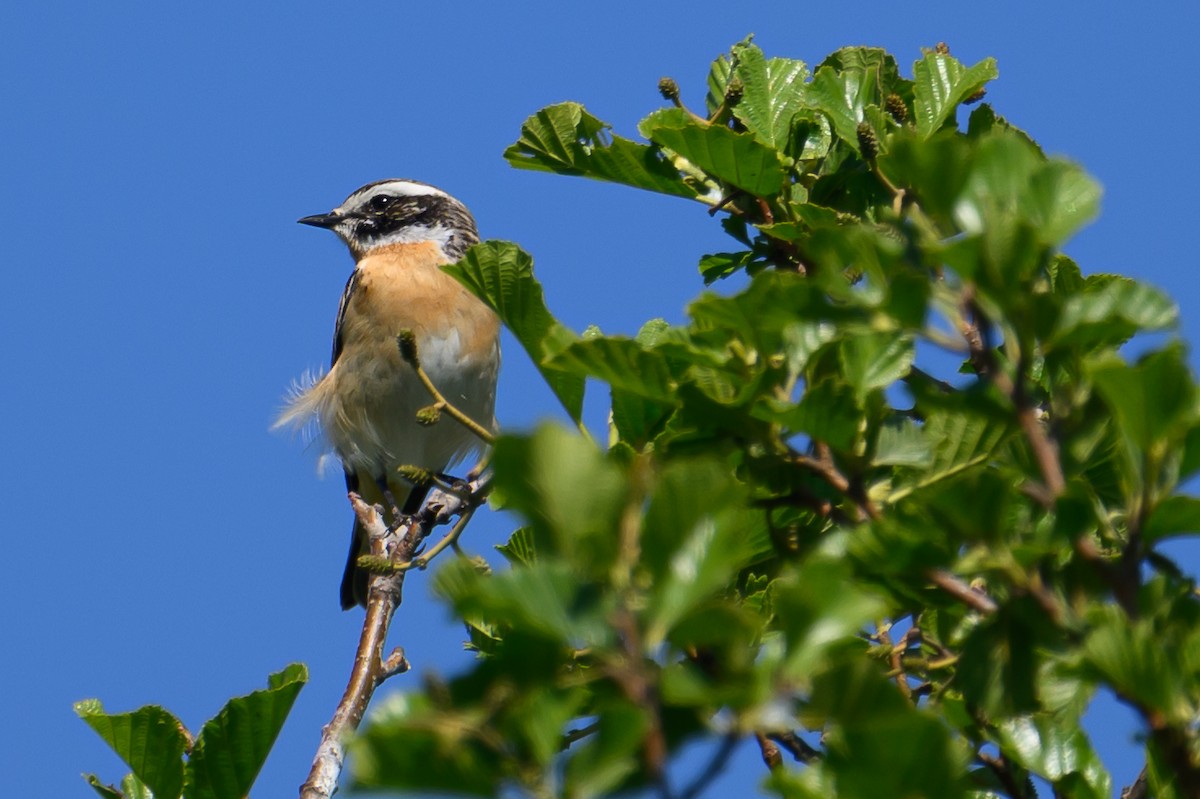 Whinchat - ML620036298