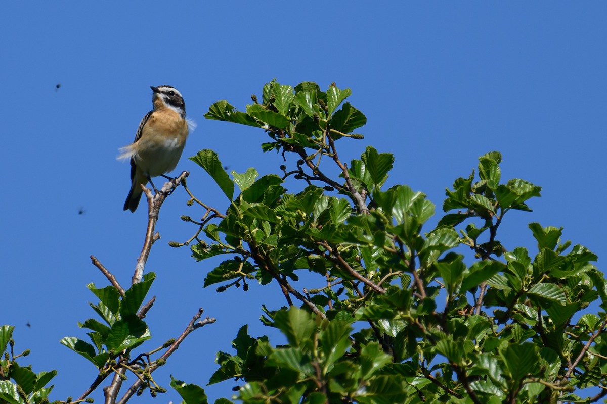 Whinchat - ML620036299