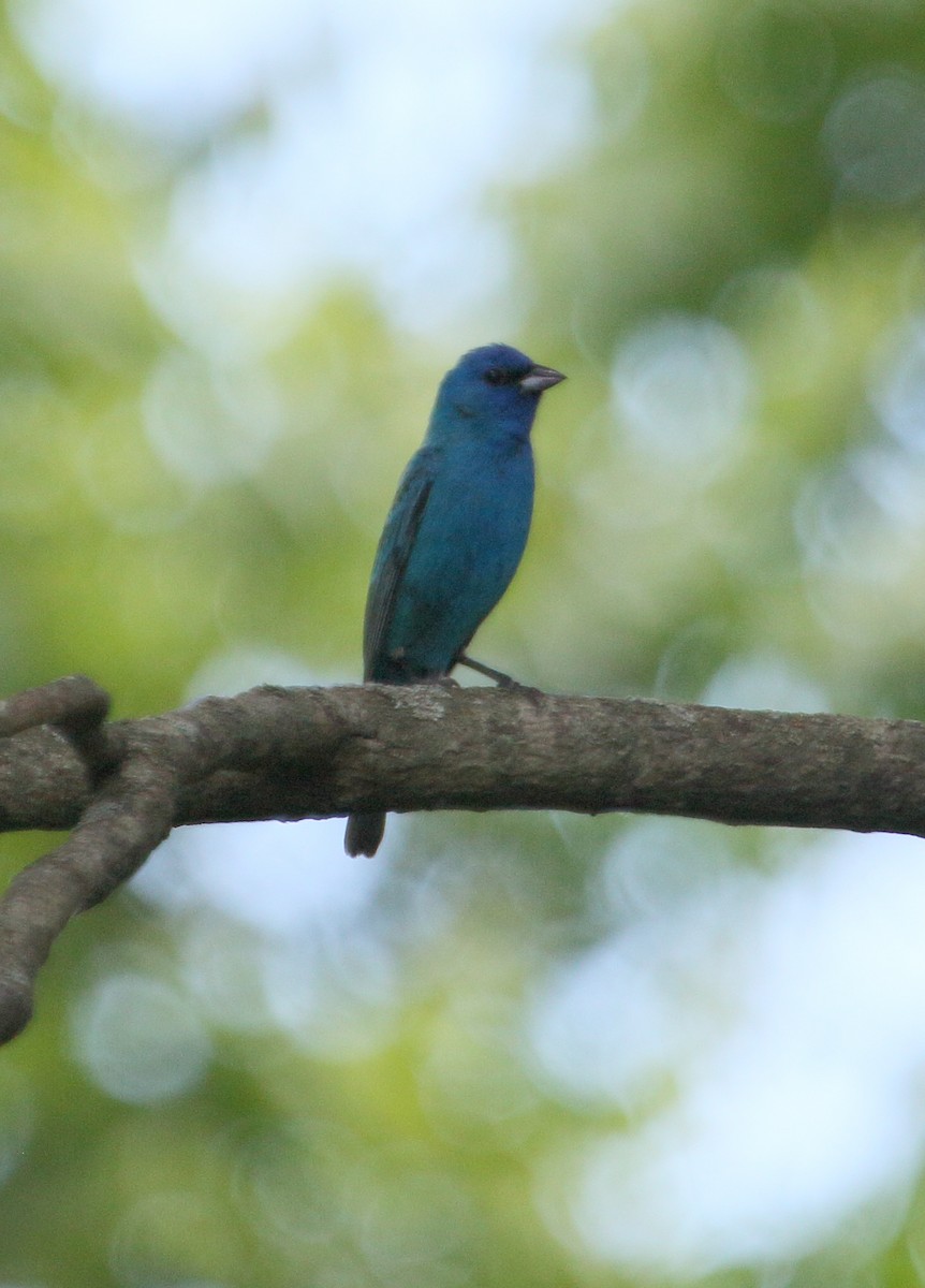 Indigo Bunting - ML620036306