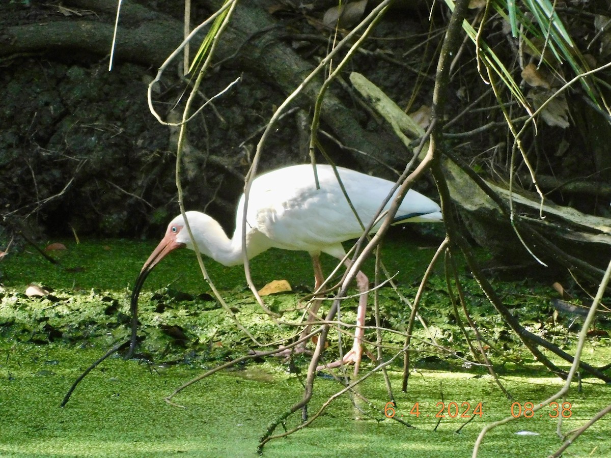 ibis bílý - ML620036307
