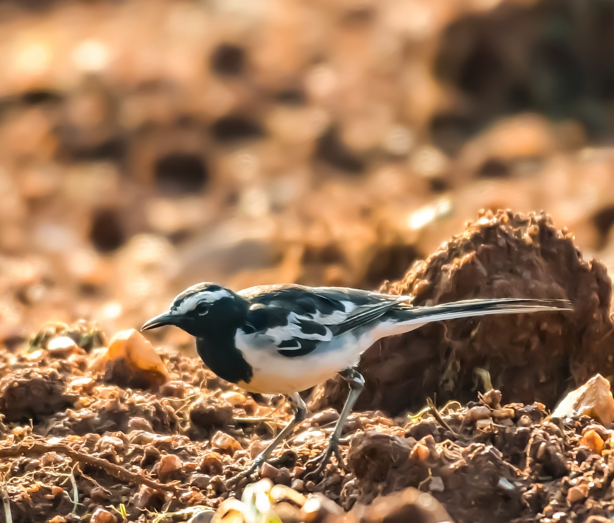 White-browed Wagtail - ML620036308