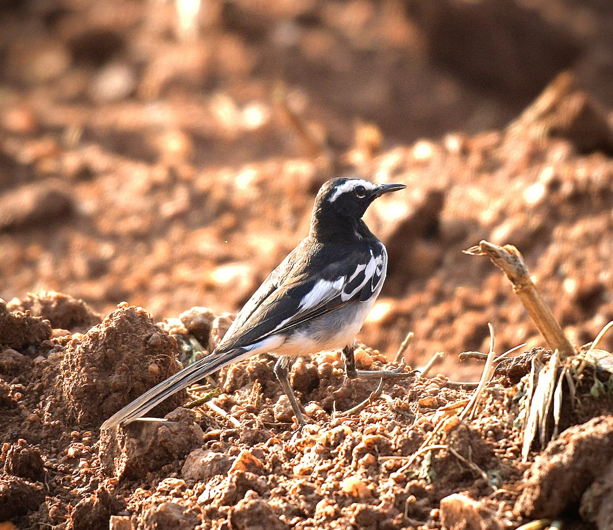 White-browed Wagtail - ML620036310