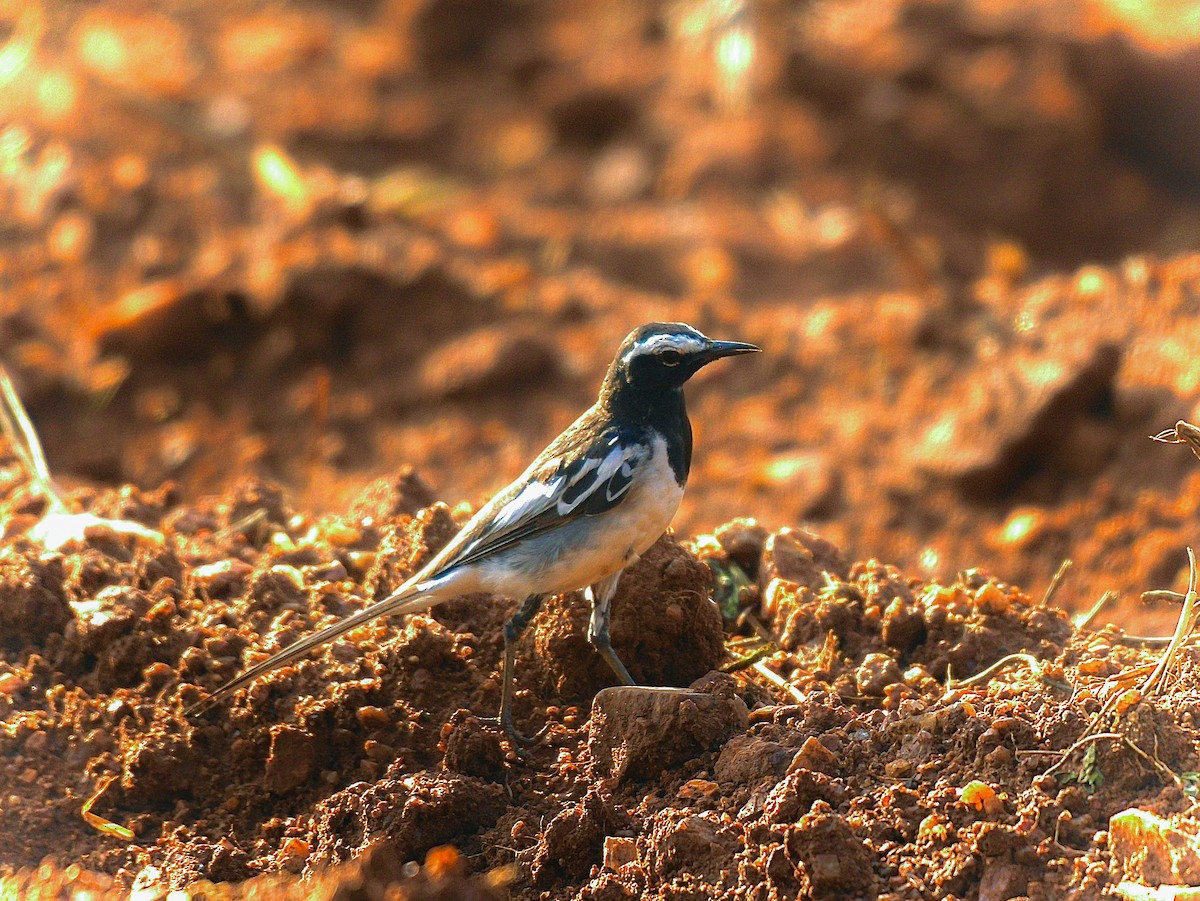 White-browed Wagtail - ML620036311