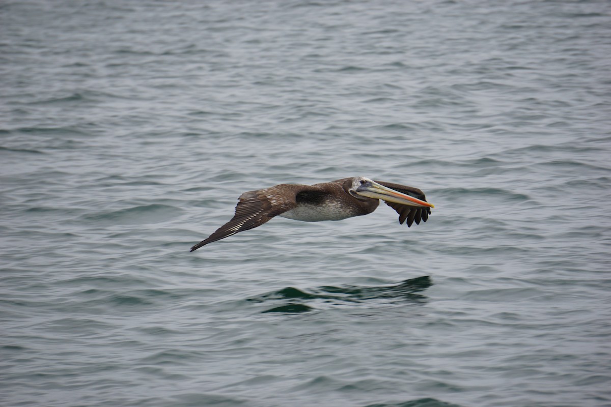 Peruvian Pelican - ML620036323