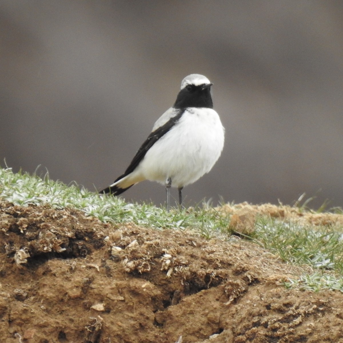 Atlas Wheatear - Susana Noguera Hernández