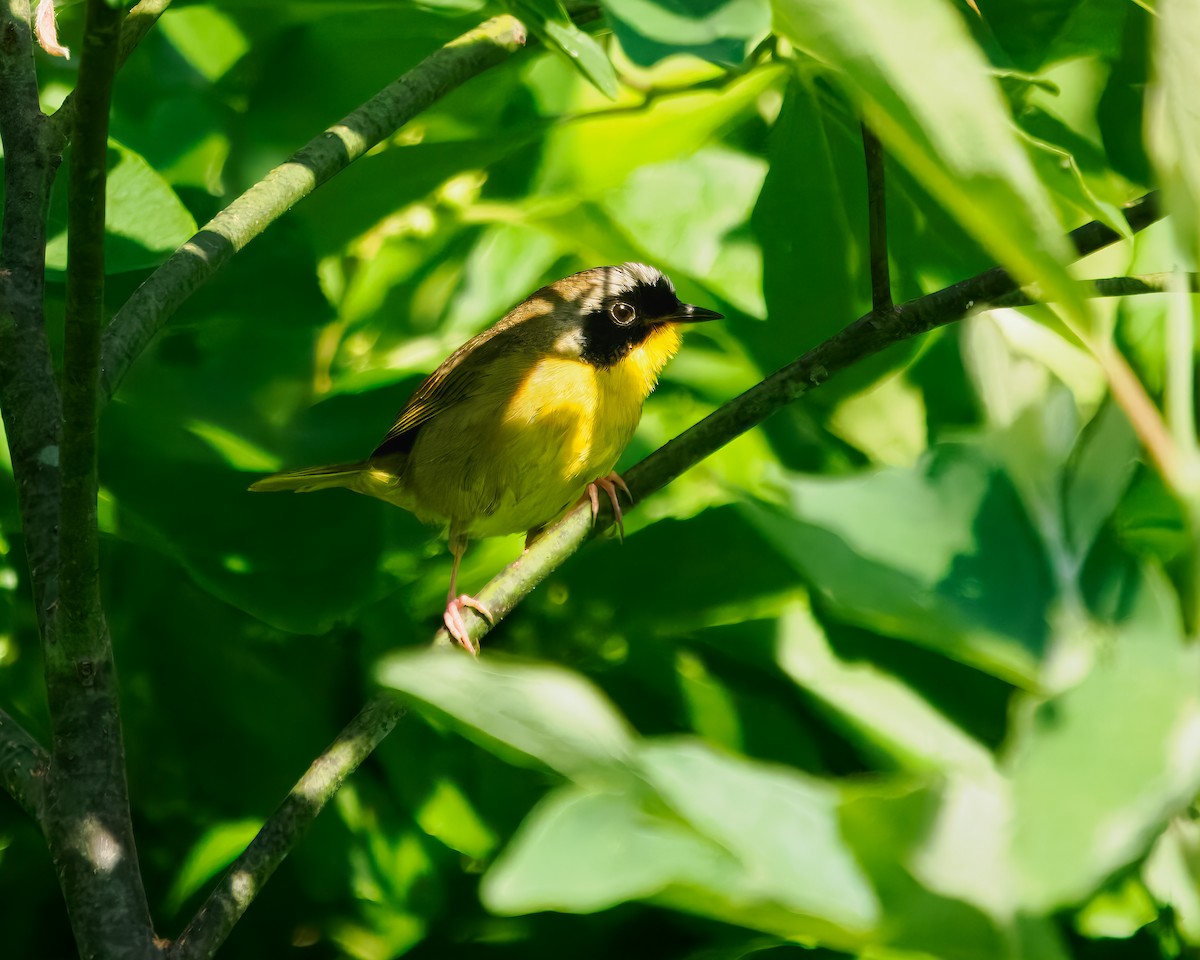 Common Yellowthroat - ML620036361