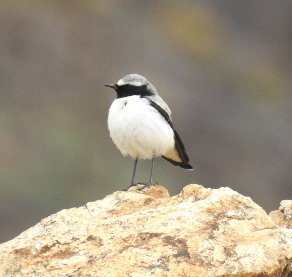 Atlas Wheatear - ML620036363