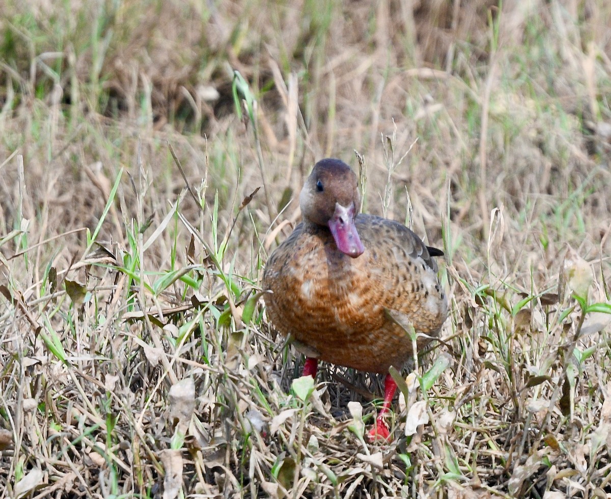 Pato Brasileño - ML620036365