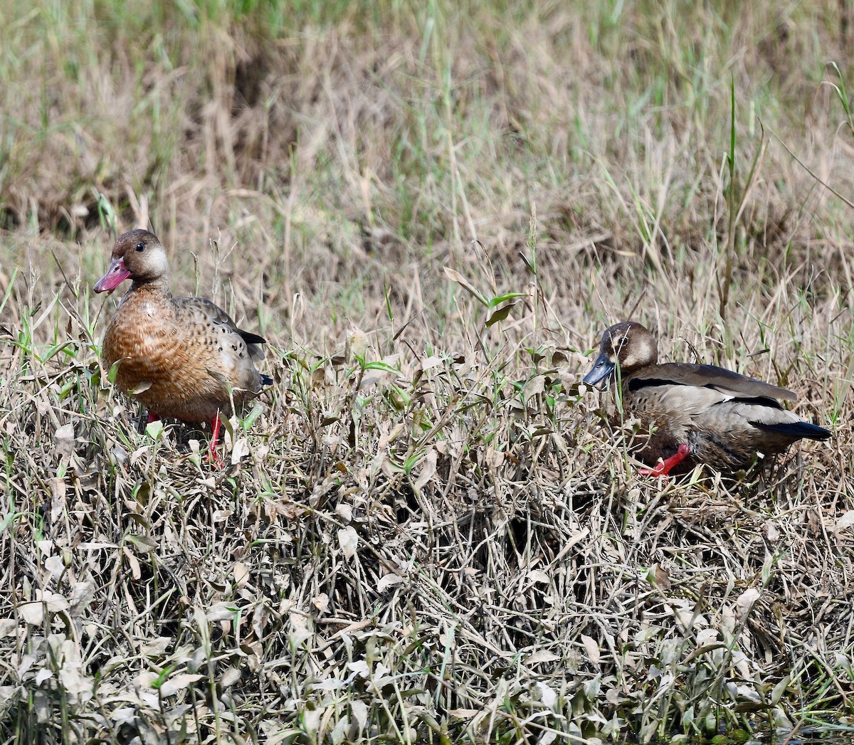 Brazilian Teal - Win Ahrens