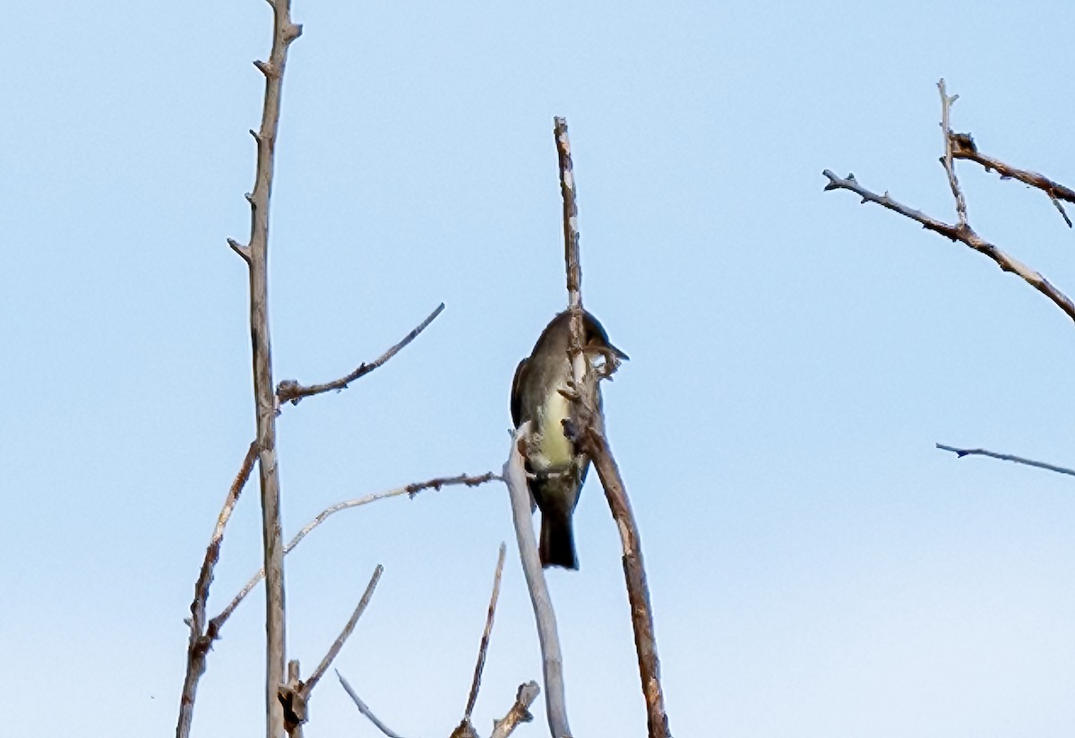 Olive-sided Flycatcher - ML620036368