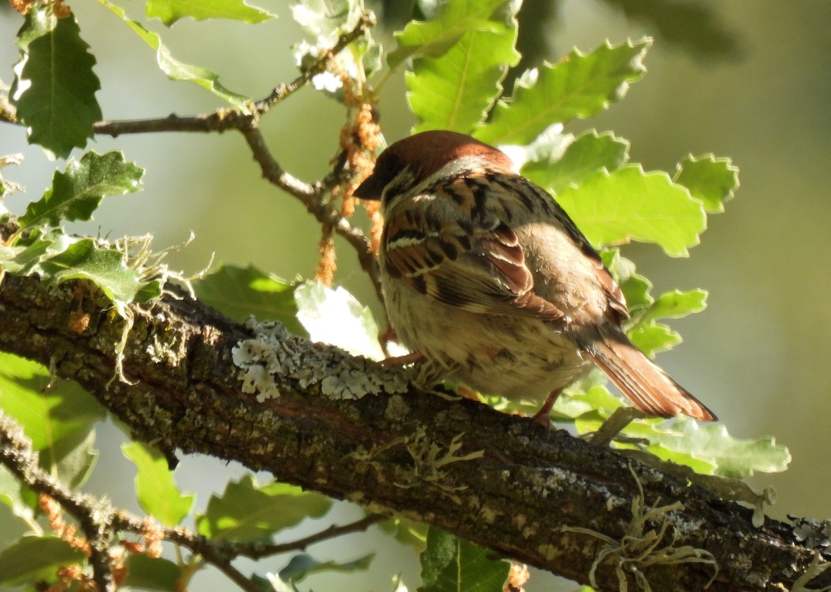 Eurasian Tree Sparrow - ML620036373