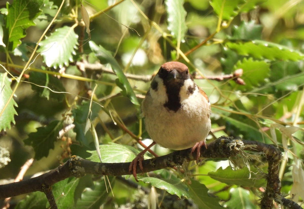 Eurasian Tree Sparrow - ML620036374