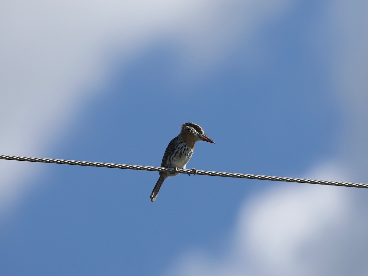 Spot-backed Puffbird - ML620036378