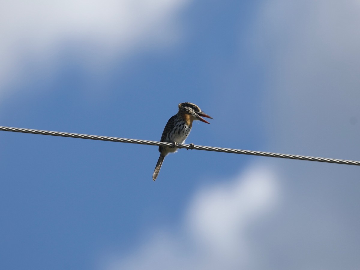 Spot-backed Puffbird - ML620036379