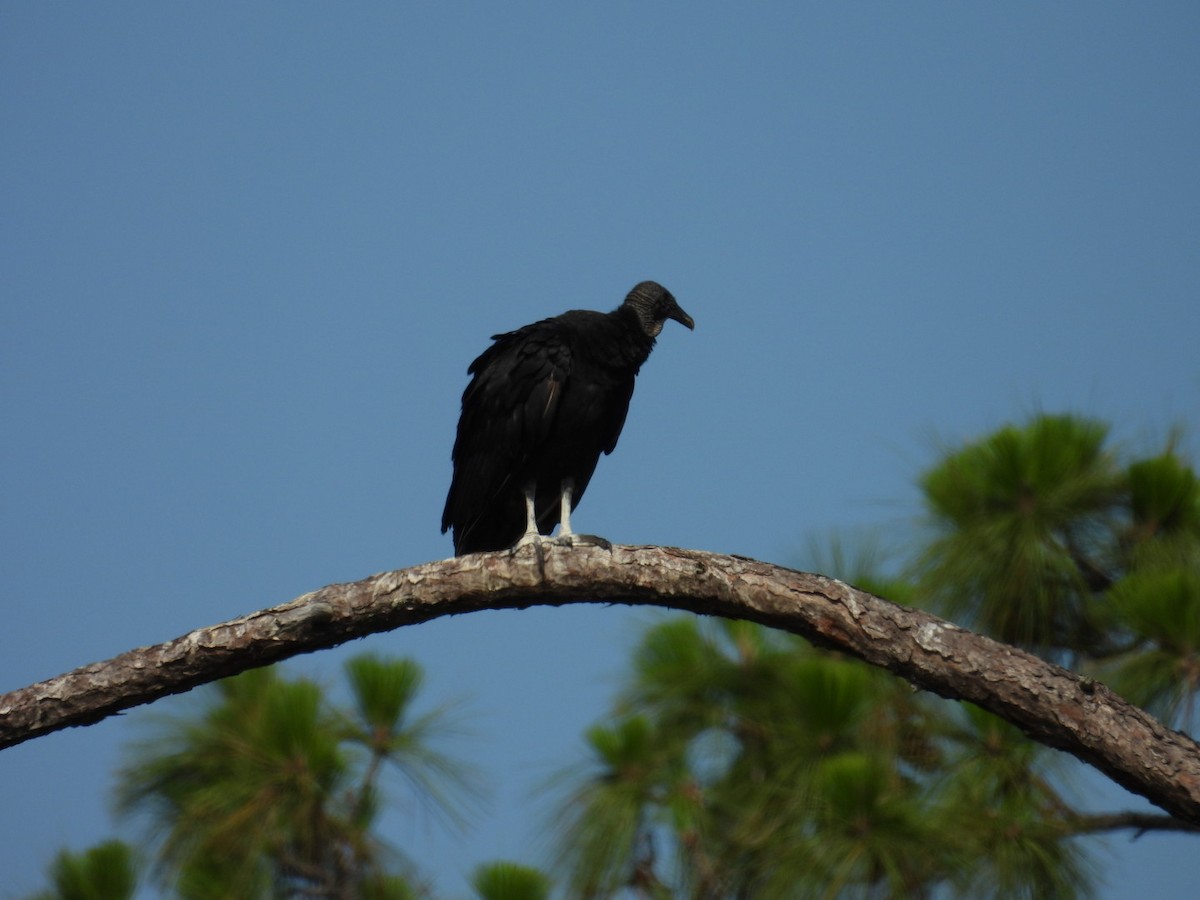 Black Vulture - ML620036389