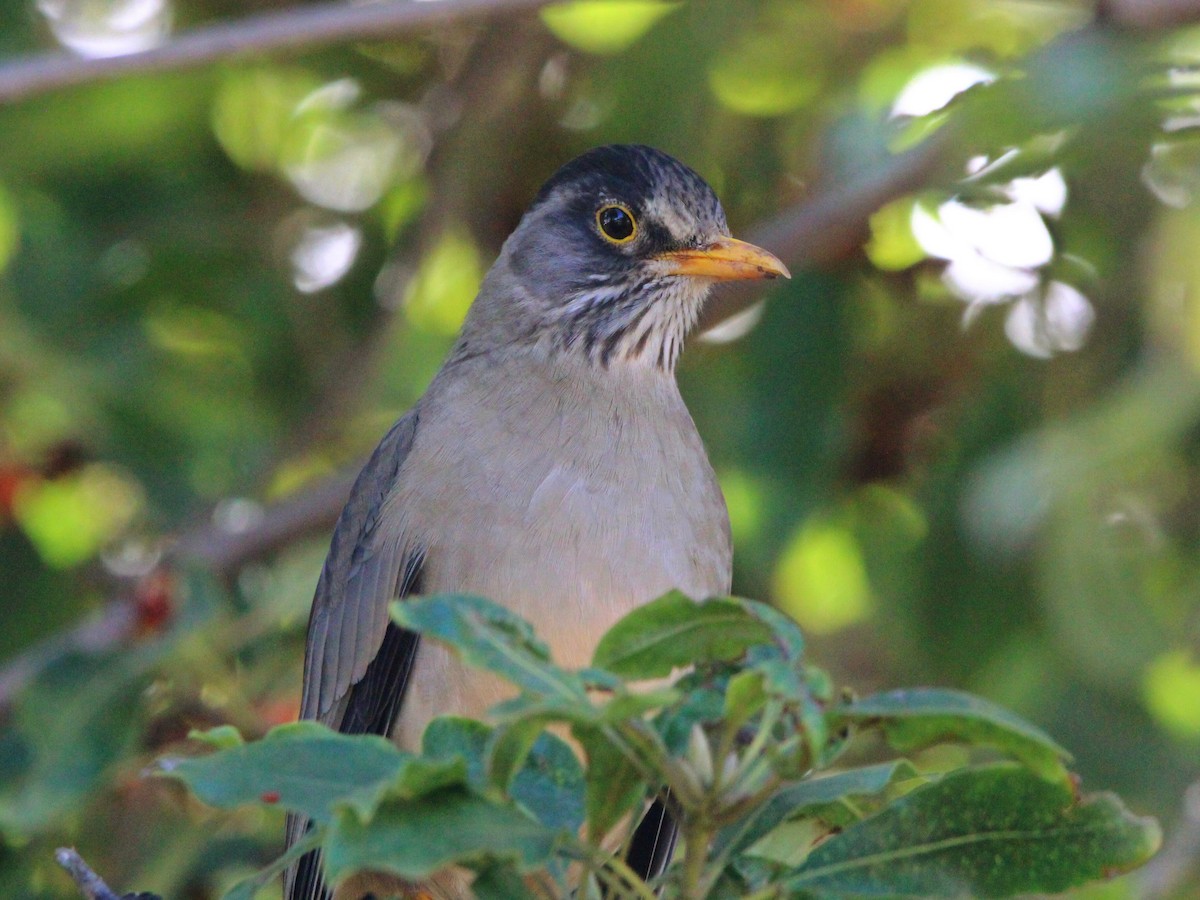 Austral Thrush - ML620036403