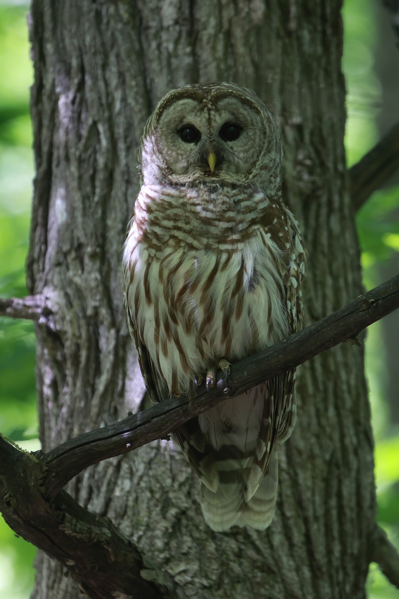 Barred Owl - ML620036418