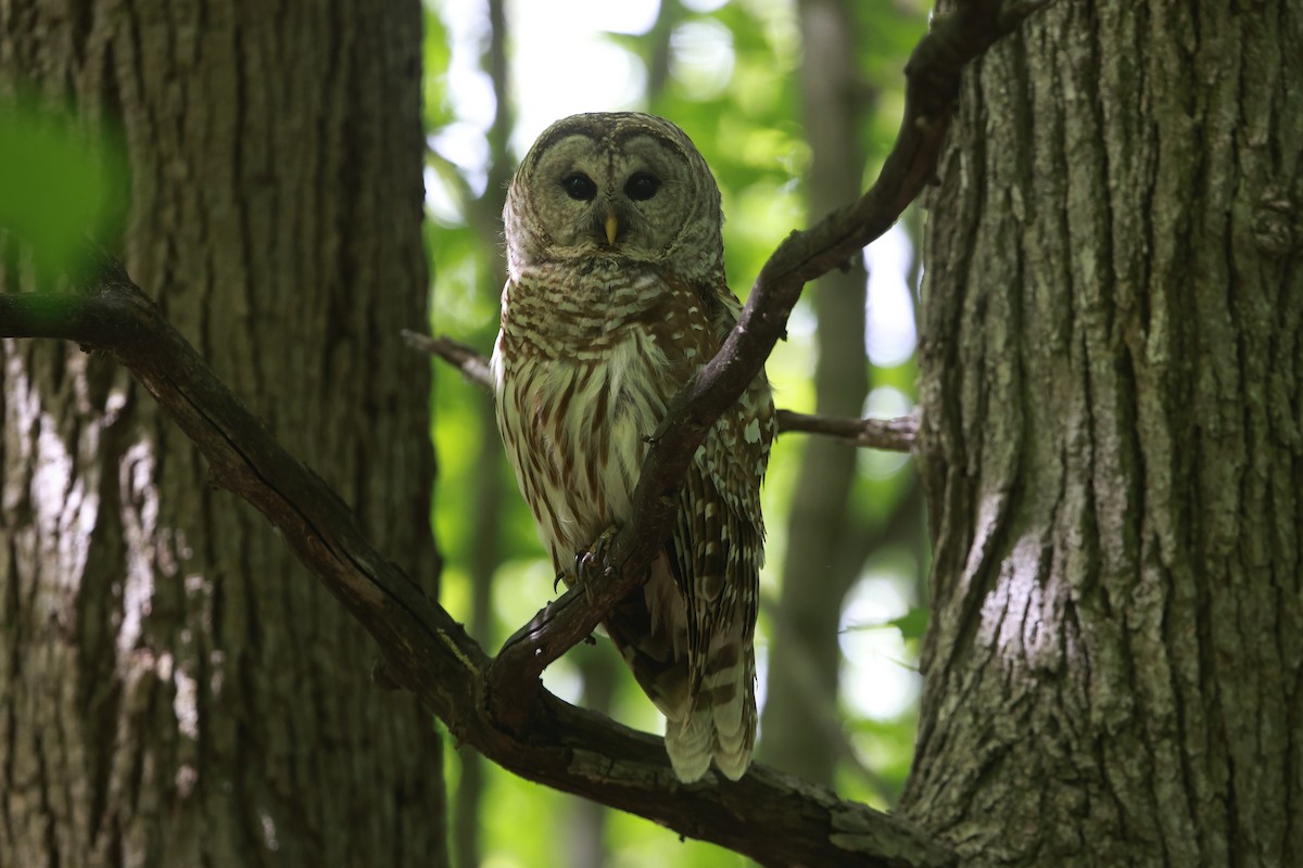 Barred Owl - ML620036419