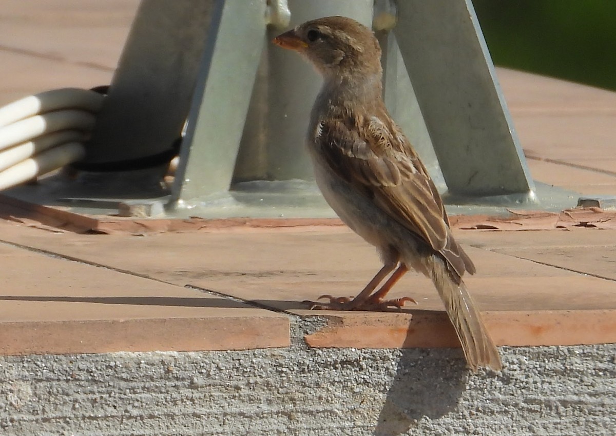 House Sparrow - ML620036421