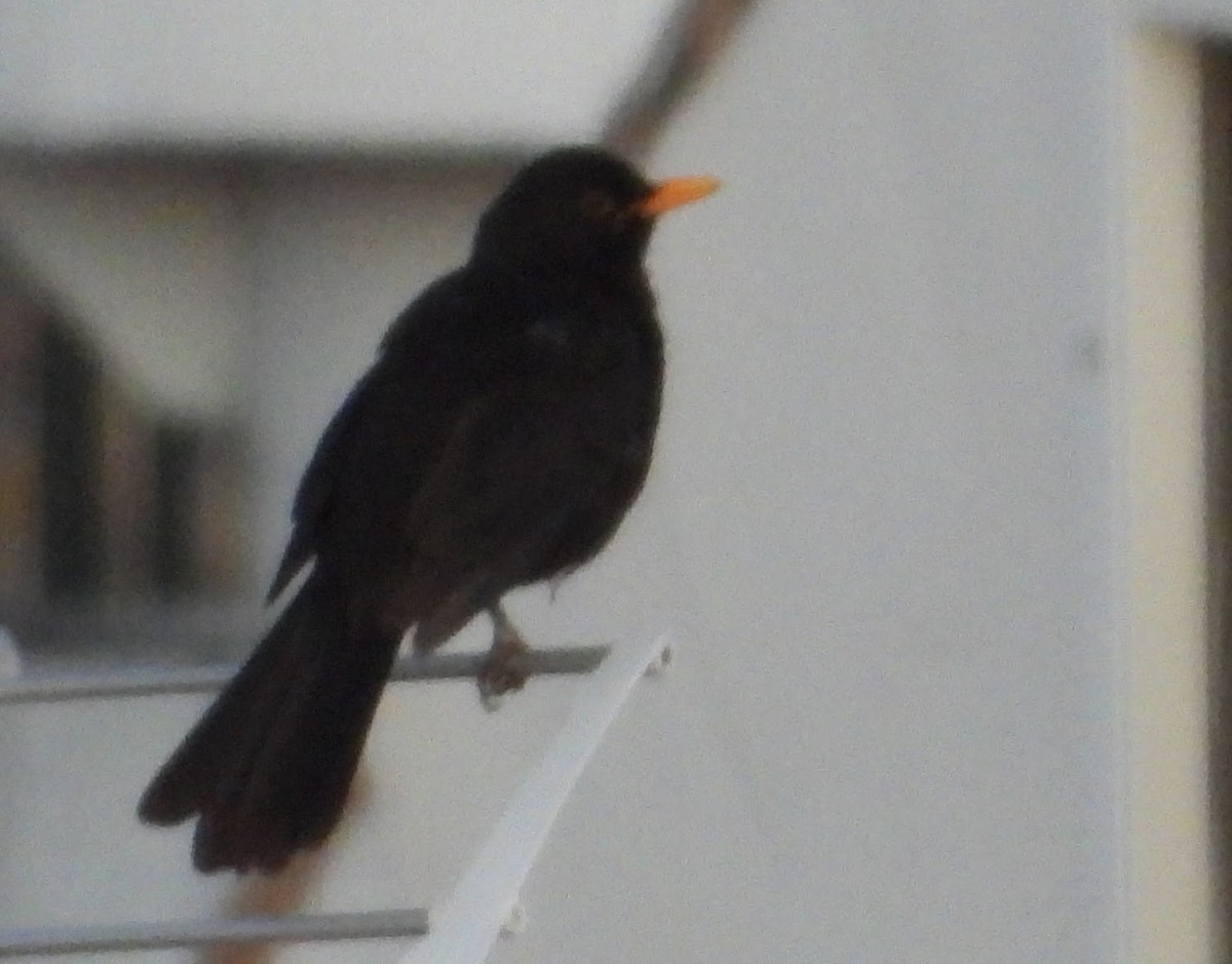 Eurasian Blackbird - ML620036425