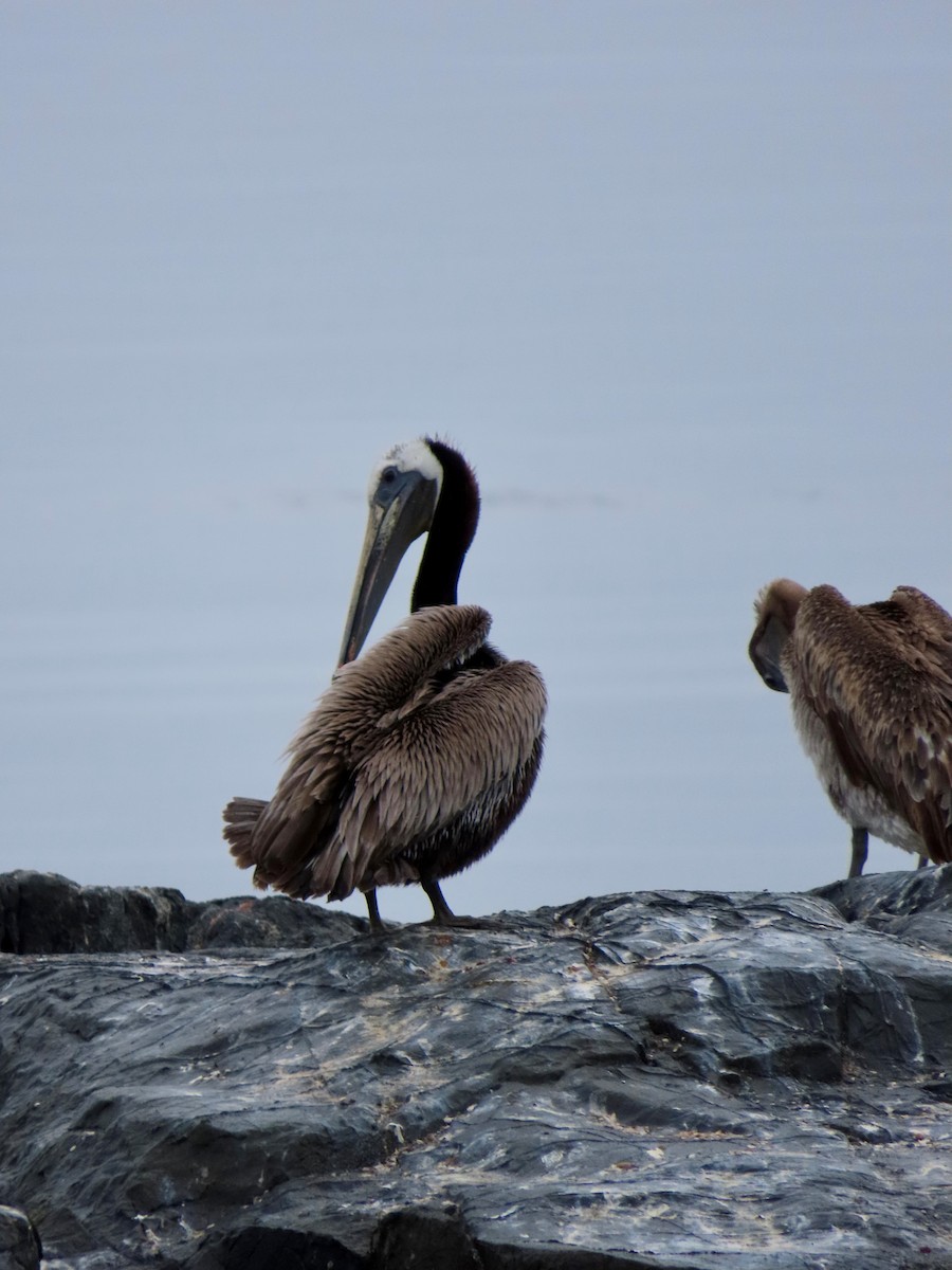 Brown Pelican - Race Rocks Ecoguardian