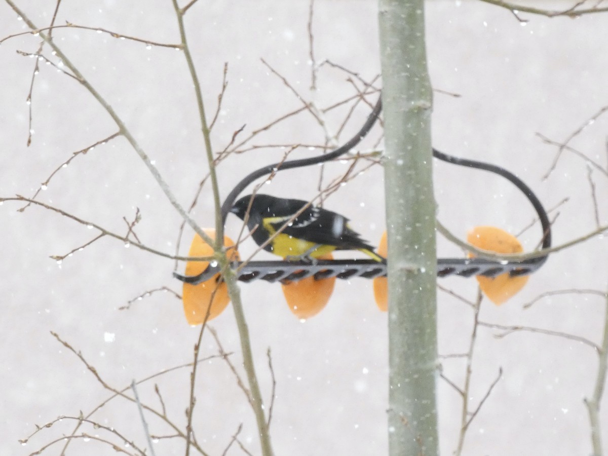 Scott's Oriole - ML620036436