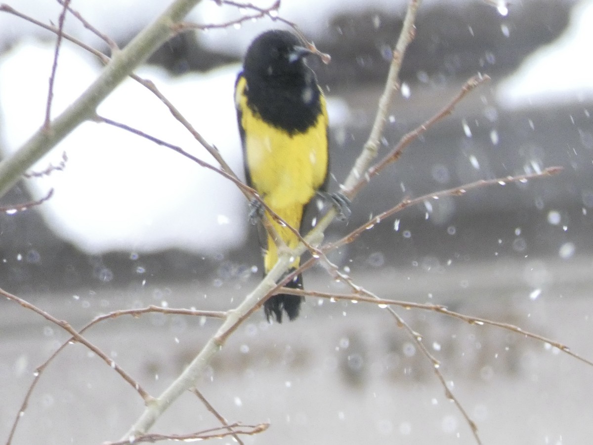 Scott's Oriole - ML620036437