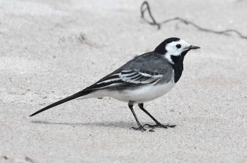 White Wagtail - ML620036444