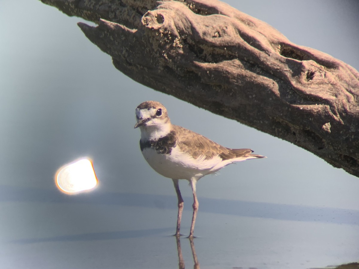 Collared Plover - ML620036448