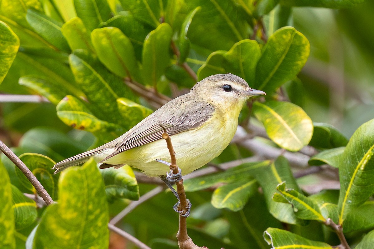 Philadelphia Vireo - ML620036465