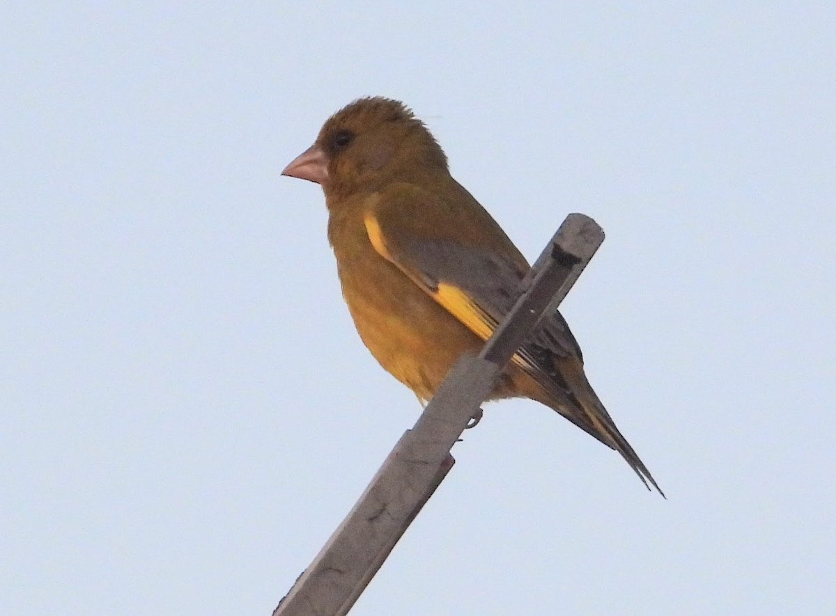 European Greenfinch - ML620036470