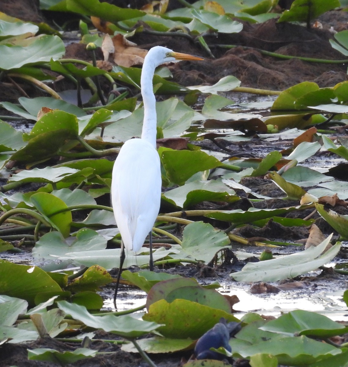 Great Egret - ML620036491