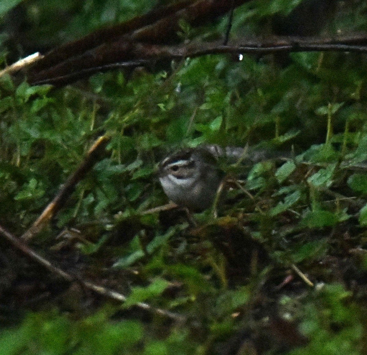 Clay-colored Sparrow - ML620036502