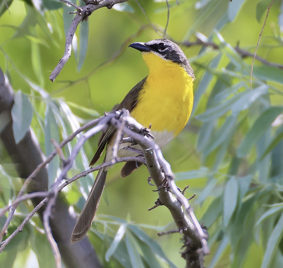 Yellow-breasted Chat - ML620036504