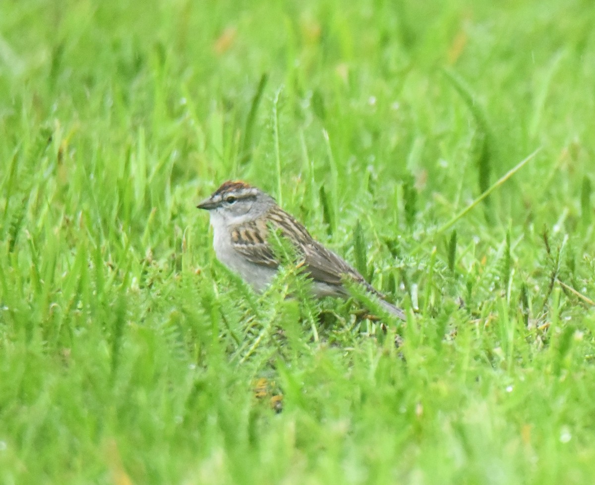 Chipping Sparrow - ML620036507