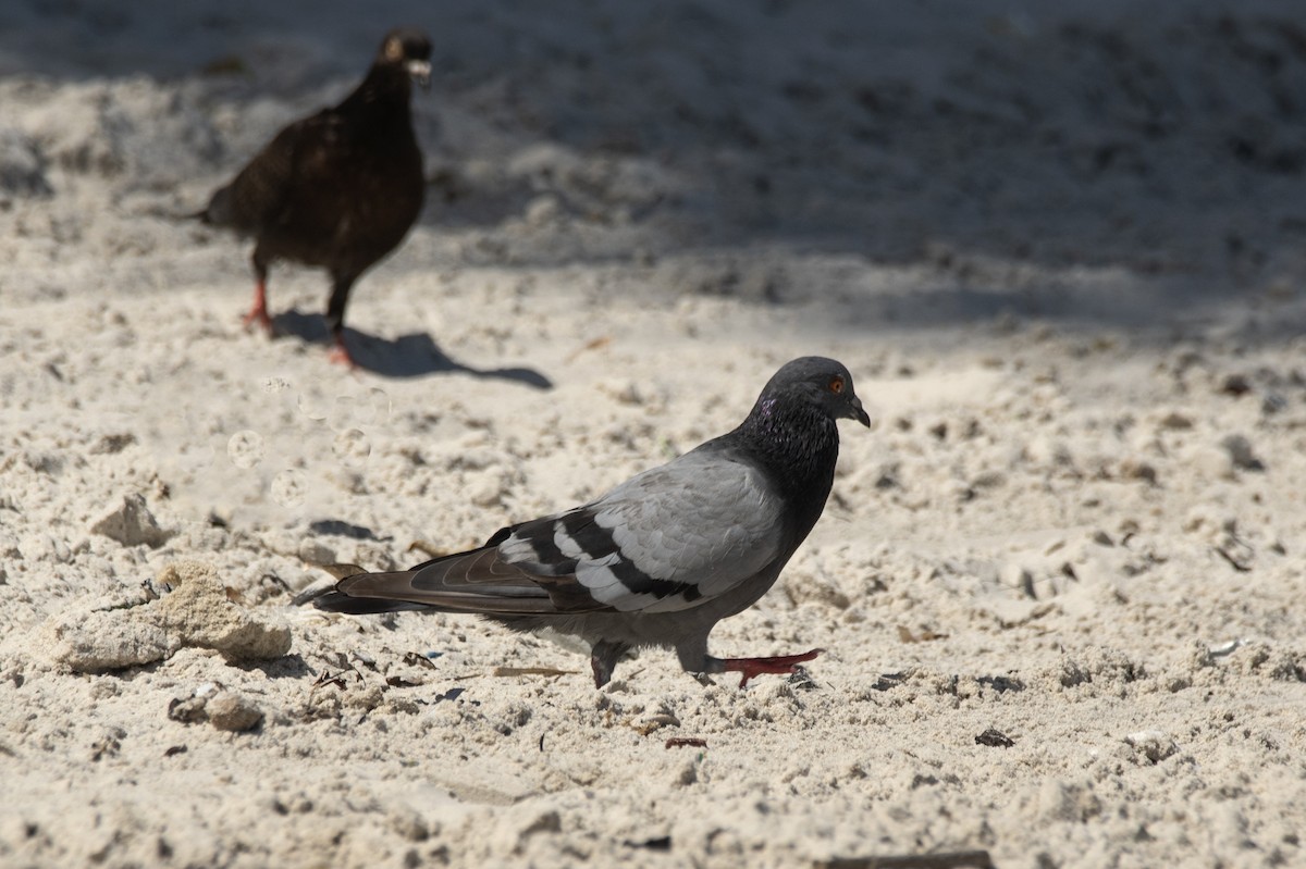 Rock Pigeon (Feral Pigeon) - ML620036514