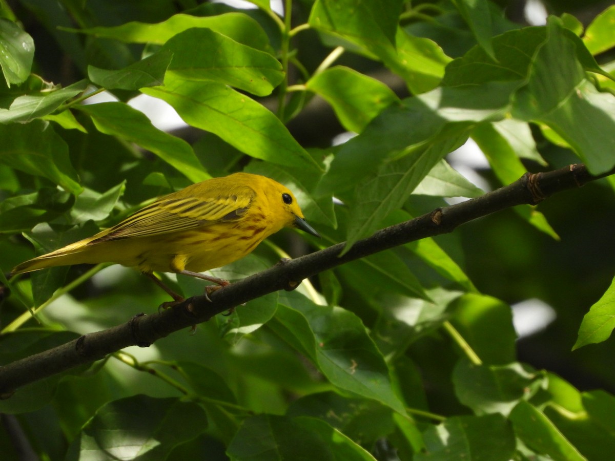 Yellow Warbler (Northern) - ML620036522