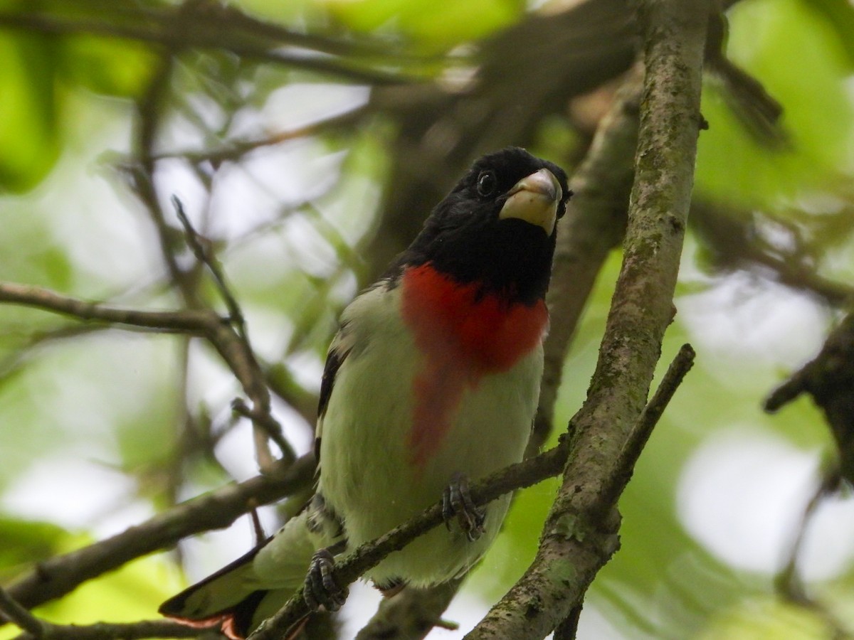 Rose-breasted Grosbeak - James Allen