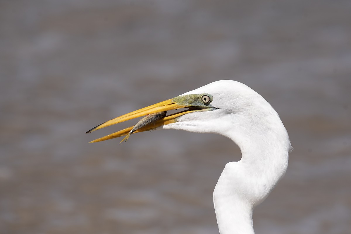 Great Egret - ML620036529