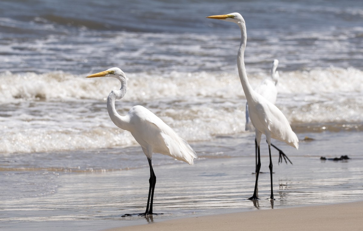 Great Egret - ML620036530