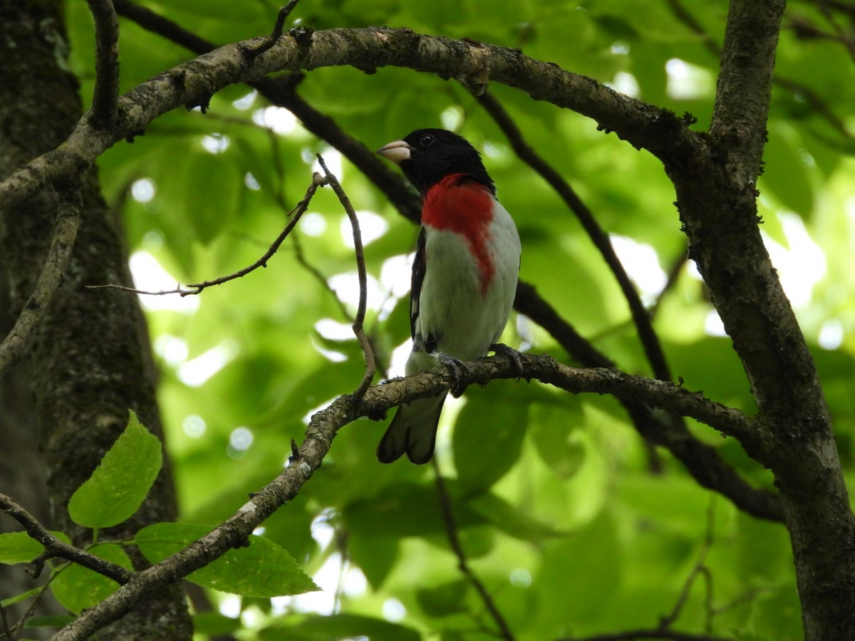 Rose-breasted Grosbeak - ML620036537