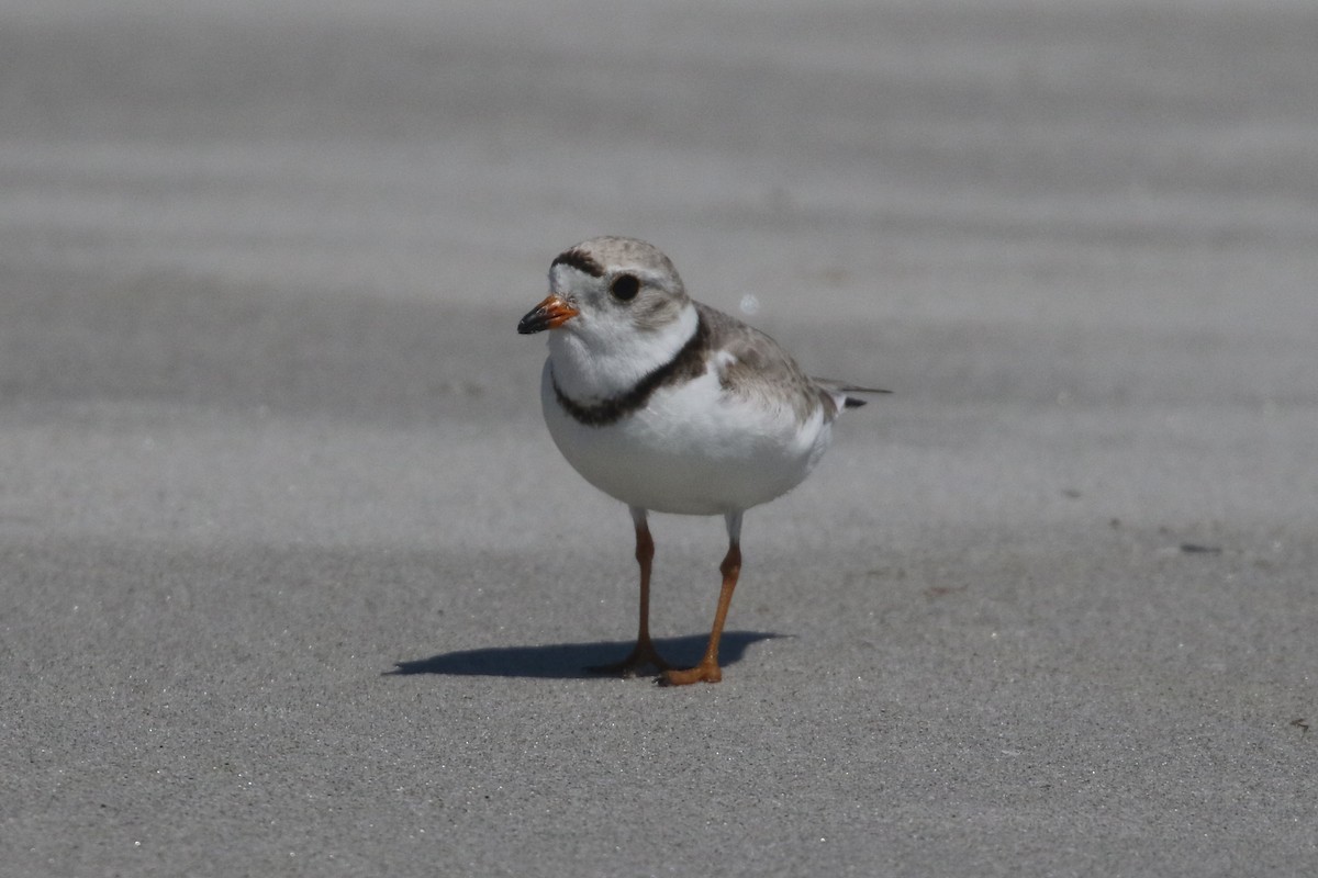 Piping Plover - ML620036538