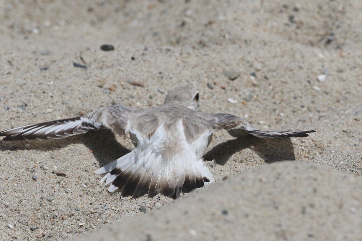 Piping Plover - ML620036539