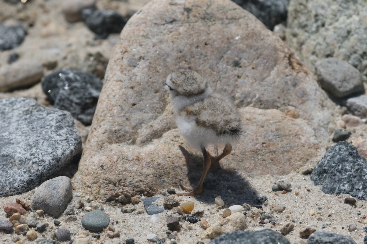 Piping Plover - ML620036540